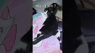 くつろぎ方のクセが強めの猫