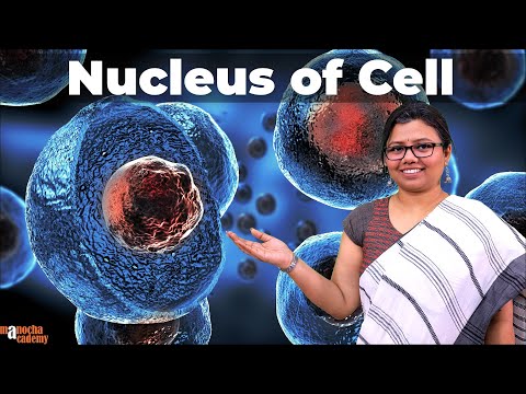 Nucleus Structure and Function | Cell