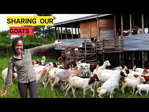 How We Started A Simple GOAT Farm Business And Now Helping The Community! |Changing Lives,Challenges