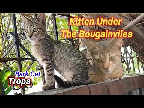 " Feline Serenity: A Moment Under the Bougainvillea,"