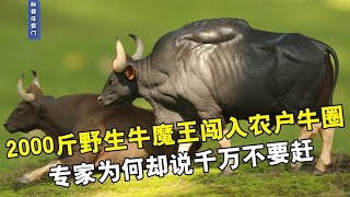 2000斤野生牛魔王，闯入云南牛圈，专家为何却说千万不要赶！【科普任意門】