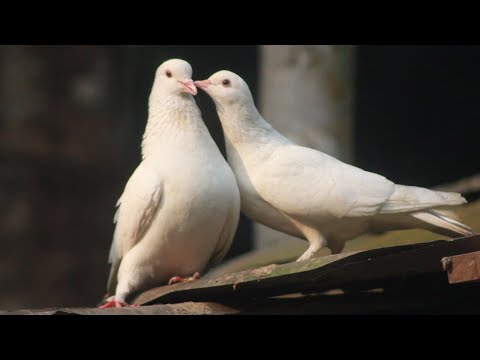 How Clever Is This Pigeon | Kobutar | Mukhi Pigeon | Pigeon Racing Ready Steady Go