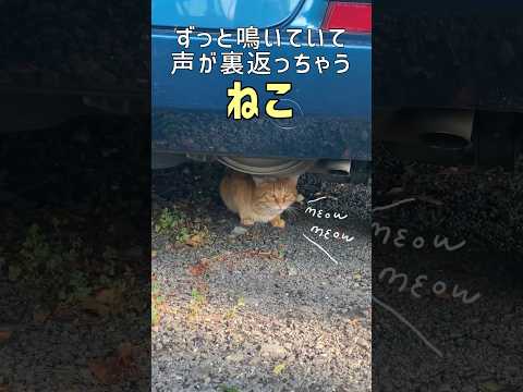 ずっと鳴いていて声が裏返っちゃう猫😿 #cat #catvoice #鳴き声#shorts #猫動画