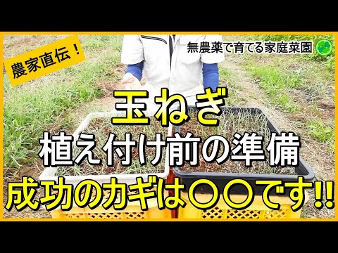 【玉ねぎ栽培】必見！植え付け前にやるべき準備と注意点を徹底解説【有機農家直伝！無農薬で育てる家庭菜園】　24/10/5