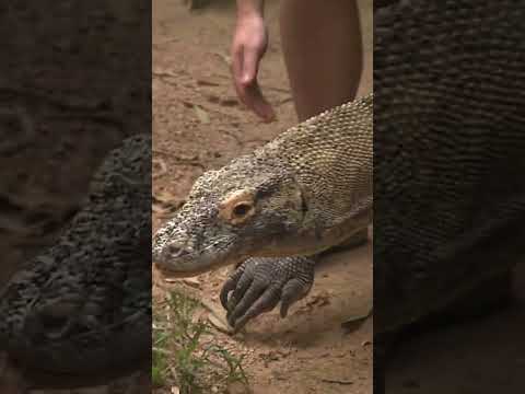 オーストラリアでコモドドラゴンとタッチ！ #shorts #ZOO-1グランプリ #Hartley'sCrocodaileAdventures