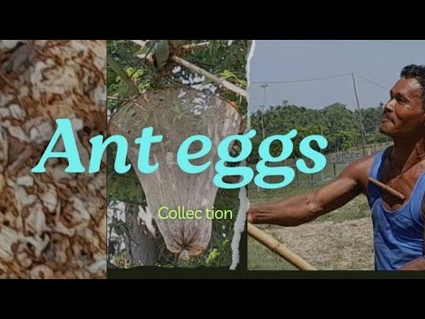 Ant eggs collection from tree leaves# for catching fish