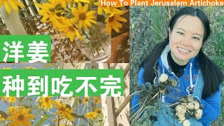 [ENG SUB] 洋姜种植全解，种到吃不完！ Easy Ways To Plant Jerusalem Artichoke