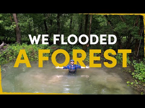 We flooded a forest - the result blew our minds