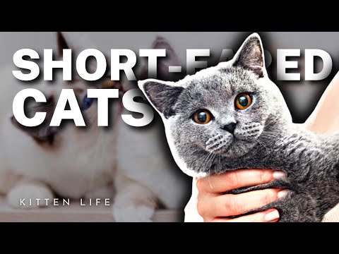 7 Cat Breeds with Short Ears (Part 2)