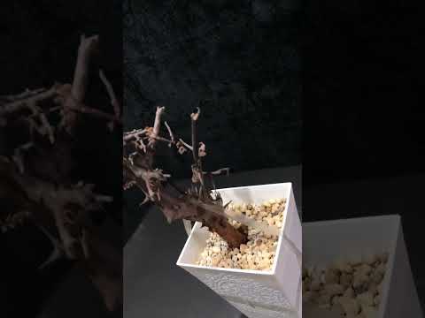 1円～ コミフォラ・ハーヴェイ 発根管理中 超希少灌木 Commiphora Harveyii  ベアルート 12/1輸入 ベアルート 1円オク 塊根植物