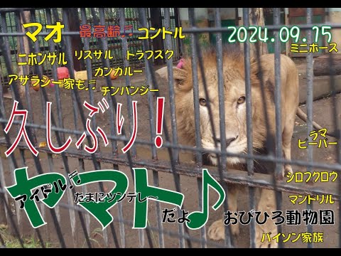 おびひろ動物園　再会に喜んでいる?ヤマトと静のマオとジャックと元気な仲間たち♬2024年9月15日♬