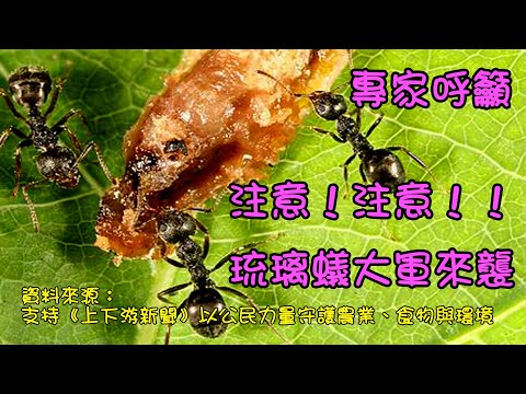 琉璃蟻大軍來襲，#專家說明：需要兩階段防治。#液體餌劑，還要搭配肥皂水、清潔劑進行「二階段防治」