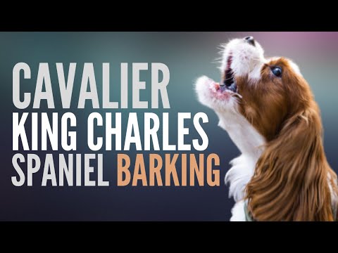 Cavalier King Charles Spaniel Barking. This Is How The Cavalier King Charles Spaniel Bark