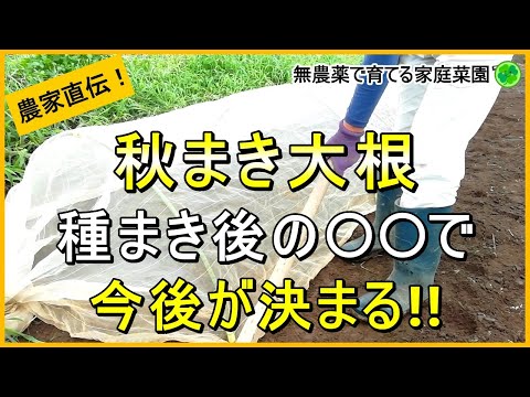 【秋まき大根】種まきから害虫対策のコツまで徹底解説！【有機農家直伝！無農薬で育てる家庭菜園】　24/9/7