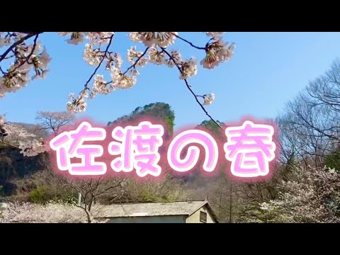 佐渡の春。子供のピアノ発表会で弾いた曲と佐渡の夕日、昨年各地の桜🌸新穂青木おやつ店、いま開催中の現代アーティストシャルル・ムンカさんの個展「TAACHI（ターチ）」をコラボして動画を作ってみました。