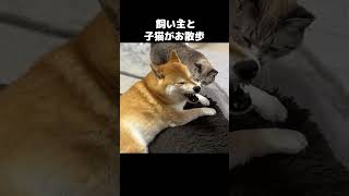 子猫を背中に乗せて先住猫に挨拶をするとこうなりました！　#shorts