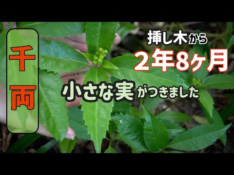 センリョウを挿し木にして２年8ヶ月 小さな実がつきました