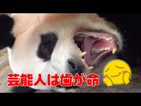 🐼ふうひんの歯を大調査！パンダの歯の数って実は◯◯本⁉️🦷