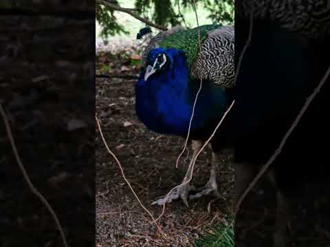 PEACOCKS | ПАВЛИНЫ