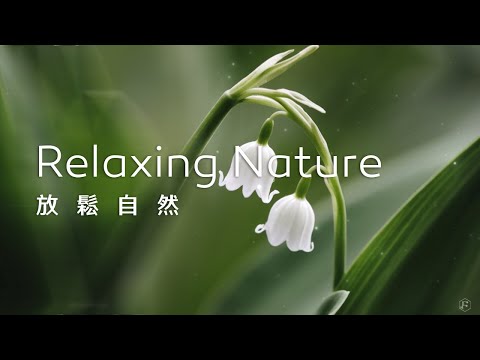 放鬆音樂Relaxing Music｜潔白的鈴蘭花，以幸福的氣息輕柔地撫平所有紛擾，迎接嶄新的開始