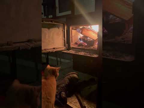 Merry Christmas #kitten #fire #fireplace