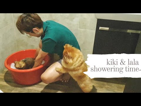 Kiki & Lala showering Time [ #pomeranianbrothers]