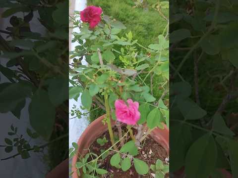 Two Colour Roses On One Bush #rose #shorts