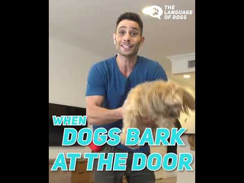 DOGS BARKING LIKE CRAZY, SOLVED!