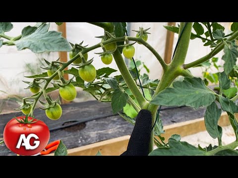 You will double your tomato harvest if you do this with them now