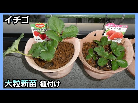 【ベランダdeイチゴ栽培】⑩新種大粒苗の植え付け 2023秋 無農薬