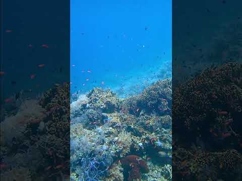 この渋滞の向こうに・・・南国の海が広がってます！しばしお待ちを、到着次第 のんびりとご案内させて頂きます！