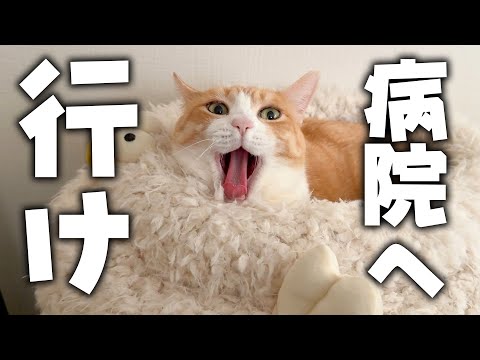 猫たちはすぐに病院に連れていくのにさ…