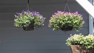 Summer Wave Torenia: Superstar for your Shady Back Porch!