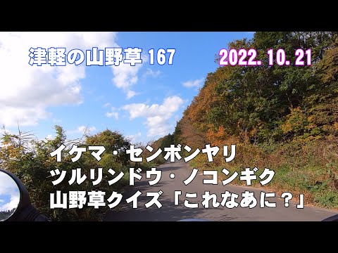 津軽の山野草167(ｲｹﾏ・ｾﾝﾎﾞﾝﾔﾘ・ﾂﾙﾘﾝﾄﾞｳ・ﾉｺﾝｷﾞｸ)