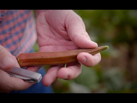 Selecting Varieties of Fruits and Vegetables on the Farm