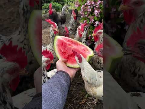 #watermelon for my  #happychickens  #freerangechickens #exchequerleghorn #frenchmarans  #hühner