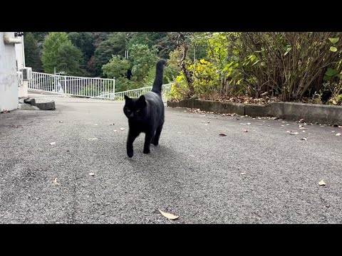 坂道で追いかけてくる黒ねこちゃん　No.７９６　に　２０２４年　１１月８日　８：００　のくろねこちゃん　black cat