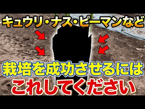 【知らないとやばい】夏野菜を失敗せず育てるのには行灯の必要性と使い方を知る必要性があります