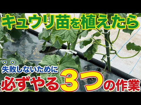 【それじゃ大きくならないです】キュウリ定植後に必ずやる作業について紹介します！