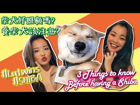 [Shiba] Is A Shiba Inu Right For You? 3 things you need to know before keeping a shiba