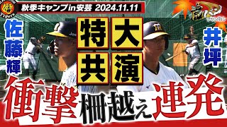 【11月11日秋季キャンプ】佐藤輝＆井坪がランチ特打で特大のサク越えを連発！！山田＆戸井の若虎が早朝から特守で汗を流す！！阪神タイガース密着！応援番組「虎バン」ABCテレビ公式チャンネル