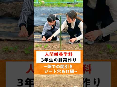 【人間栄養学科】文教農園 #004【畑での間引き/シート穴あけ編】  #畑  #広島