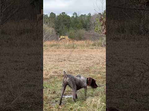 Hunting wirehaired pointing griffon/german shorthaired pointer mix hard on point: Chap Woodall at 2