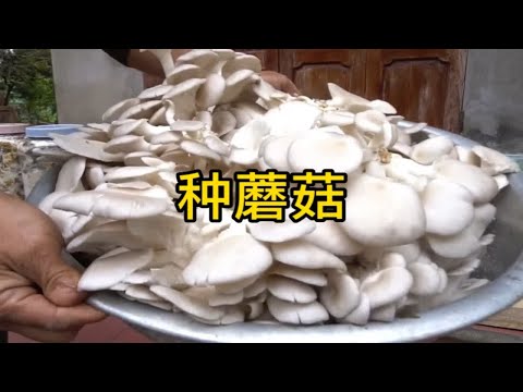 用塑料瓶就能种蘑菇，不仅简单实用，而且特高产，值得一试