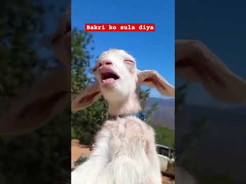 Short funny video v with bakri