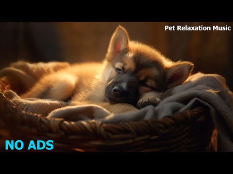 🐶Relaxing Music To Calm Pets 💛 Relaxing Music For Your Best Friend, MUSIC for dogs