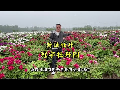 Heze Peony Guanyu Peony Garden# Heze Guanyu Peony Garden# Datian Peony