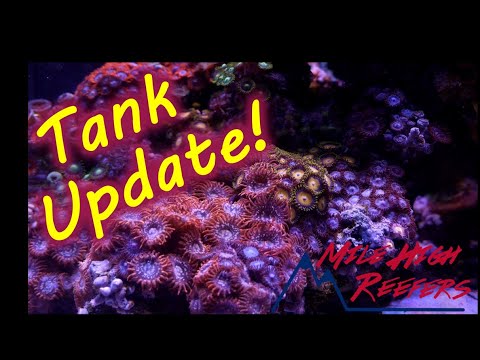 Reef Tank Update, Nano, Ich and  channel 1-28-20