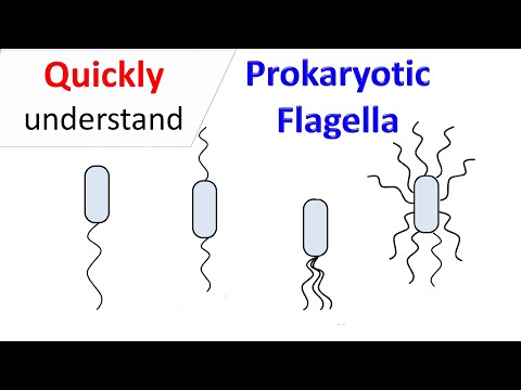 Prokaryotic Flagella