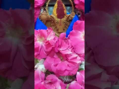 VARAHI AMMA POOJA | SRI VARAHI DEVI #varahidevi #guruthejaswini #devotional #hindu #trending #pooja